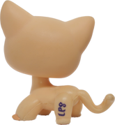 #1764 Shorthair Cat